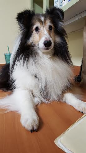 DiDi is such a beauty!  We love her!